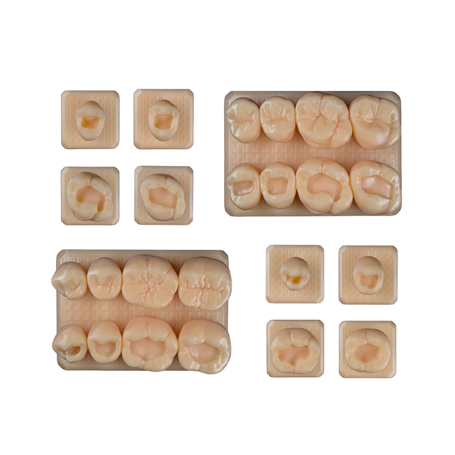 SET13 - набор демонстрационных моделей зубов №13, в комплекте 24, 25, 26, 27, 44, 45, 46, 47, F3, F4 | ID.POPOV (Россия)