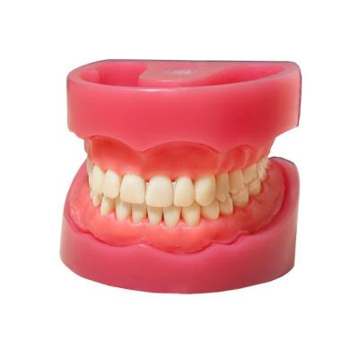 ЧВН-32 N - денто-модель верхней и нижней челюсти | Зарница (Россия)