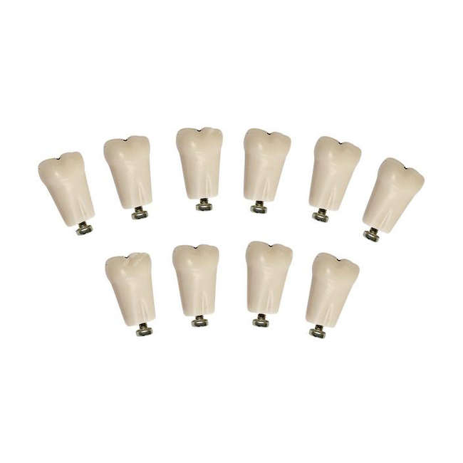 З-32-1.10К - комплект из 10 модельных зубов для денто-модели ЧВН-32К | Зарница (Россия)