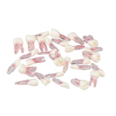 E08TC – комплект сменных зубов для фантомной челюсти | GF Dental (Италия)