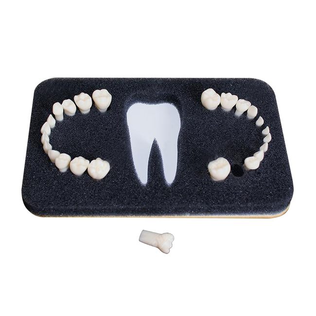 З-24 - комплект из 24 сменных зубов для денто-моделей ЧВН-24 | Зарница (Россия)