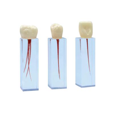 ЭБ-1.03 - комплект эндоблоков для обучения препарированию корневого канала | Зарница (Россия)