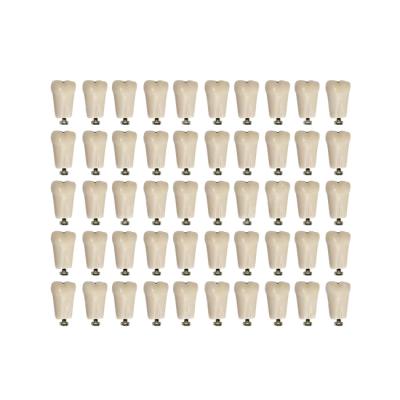 З-32-1.50К - комплект из 50 модельных зубов для денто-модели ЧВН-32К | Зарница (Россия)