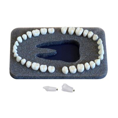 З-32 - комплект из 32 модельных зубов для денто-моделей ЧВН-32 | Зарница (Россия)