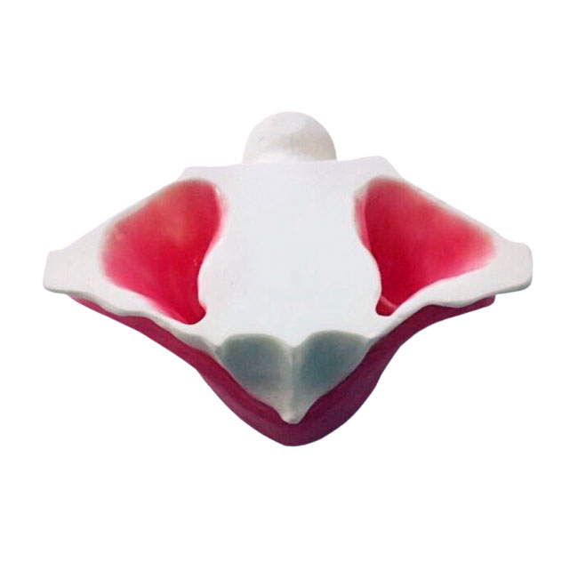 E20P – модель верхней челюсти для практики синус-лифтинга | GF Dental (Италия)