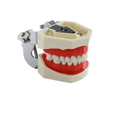 Фантомная челюсть 01 | Foshan Jingle Medical Equipment (Китай)