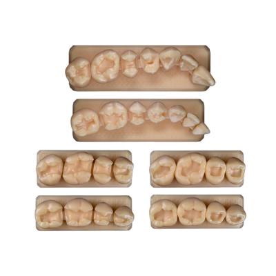 SET14 - набор демонстрационных моделей зубов №14, в комплекте G1, G2, B1, B2, D1, D2 | ID.POPOV (Россия)