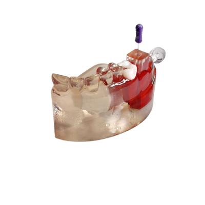 Универсальный тренажер по работе с апекслокатором | Medskills (Россия)