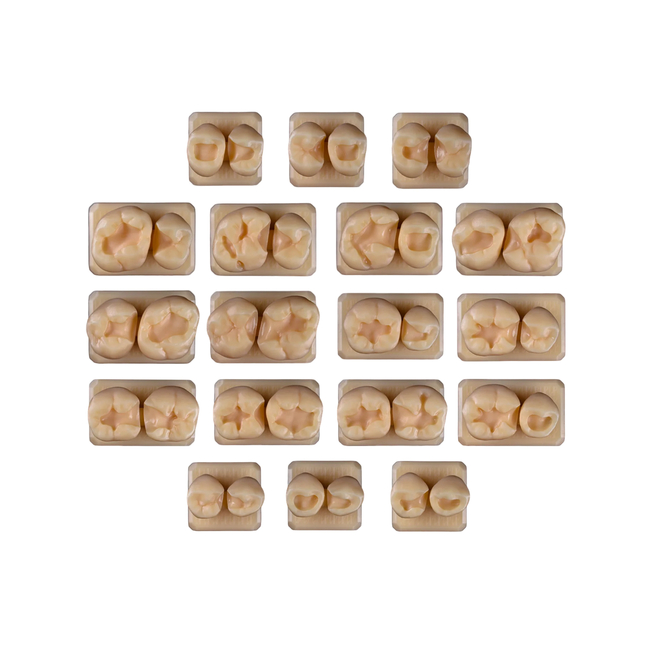 SET8 - набор демонстрационных моделей зубов №8, в комплекте С1, С2, С3, С4, С5, С6, С7, С8, С9, С10, С11, С12, С13, С14, С15, С16, С17, С18 | ID.POPOV (Россия)