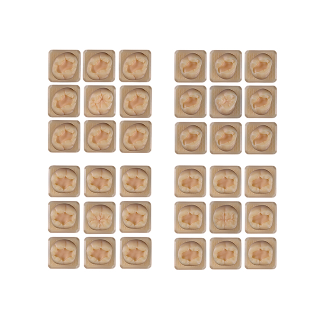 SET17 - набор демонстрационных моделей зубов №17, в комплекте 16, 17, 36, 37 | ID.POPOV (Россия)