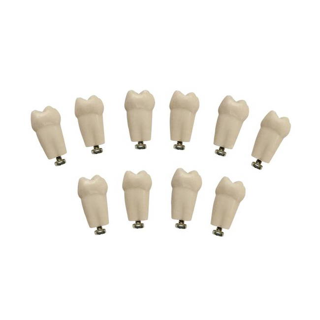 З-32-1.10А - комплект из 10 модельных зубов для денто-модели ЧВН-32А | Зарница (Россия)