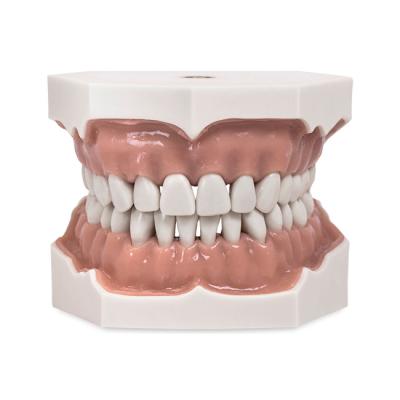 Модель верхней и нижней челюсти для крепления в фантомную голову, 32 зуба | Dentalstore (Италия)
