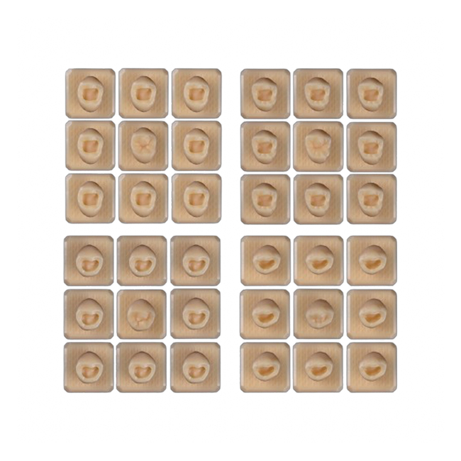 SET18 - набор демонстрационных моделей зубов №18, в комплекте 14, 15, 34, 35 | ID.POPOV (Россия)