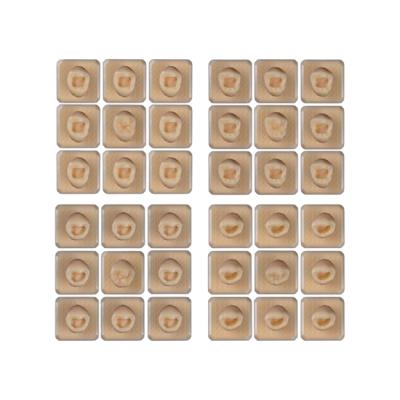 SET18 - набор демонстрационных моделей зубов №18, в комплекте 14, 15, 34, 35 | ID.POPOV (Россия)