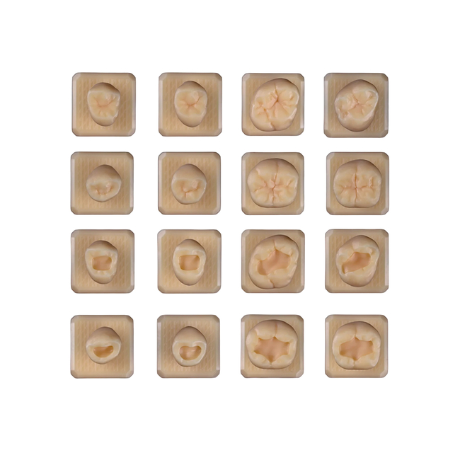 SET10 - набор демонстрационных моделей зубов №10, в комплекте 14, 15, 16, 17, 34, 35, 36, 37, М14, М15, М16, М17, М34, М35, М36, М37 | ID.POPOV (Россия)