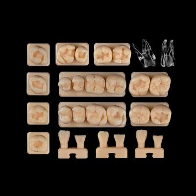 SET5 - набор демонстрационных моделей зубов №5, в комплекте 26, 27, 46, 47, C6, С18, Е5, Е9 D3, D4, А1, А2, A3 | ID.POPOV (Россия)