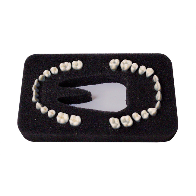 З-28П - комплект из 32 модельных зубов для денто-модели ЧВН-28П | Зарница (Россия)