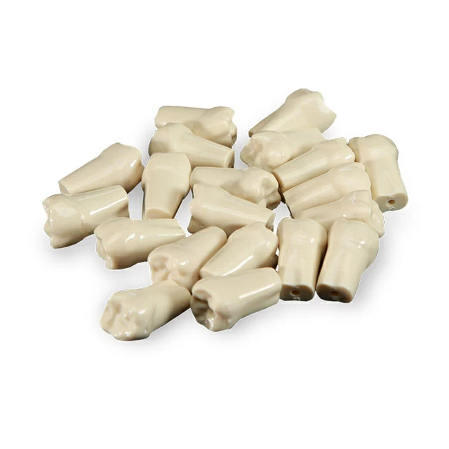 Комплект зубов для модели челюсти FJP-28АS, 28 шт. | Medskills (Россия)