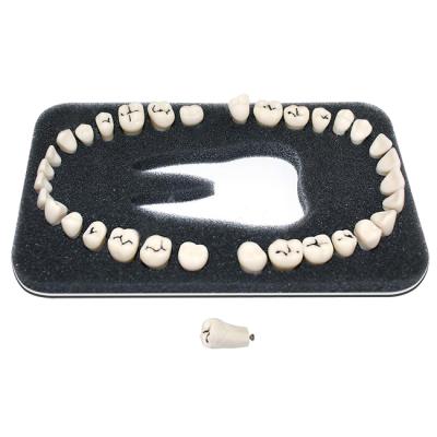 З-32К - комплект из 32 модельных зубов для денто-модели ЧВН-32К | Зарница (Россия)