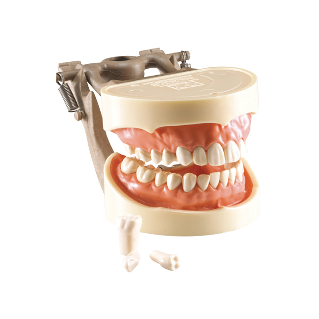 MODEL 400 - фантомная челюсть, модель на артикуляторе со съемными зубами | Hanil (Ю. Корея)