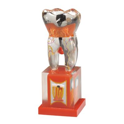 TOOTH MODEL M-TYPE - прозрачная модель зуба | Hanil (Ю. Корея)