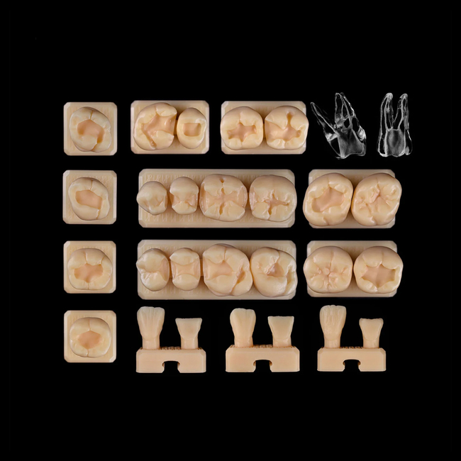 SET5 - набор демонстрационных моделей зубов №5, в комплекте 26, 27, 46, 47, C6, С18, Е5, Е9 D3, D4, А1, А2, A3 | ID.POPOV (Россия)