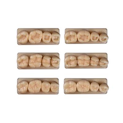 SET9 - набор демонстрационных моделей зубов №9, в комплекте B1, B2, D1, D2, M1, M2 | ID.POPOV (Россия)