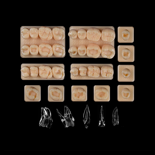 SET7 - набор демонстрационных моделей зубов №7, в комплекте 24, 25, 26, 27, 44, 45, 46, 47, D3, D4, E1, E2, E3, E4, E5, F3, F4 | ID.POPOV (Россия)