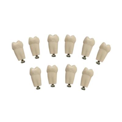 З-32-1.10А - комплект из 10 модельных зубов для денто-модели ЧВН-32А | Зарница (Россия)