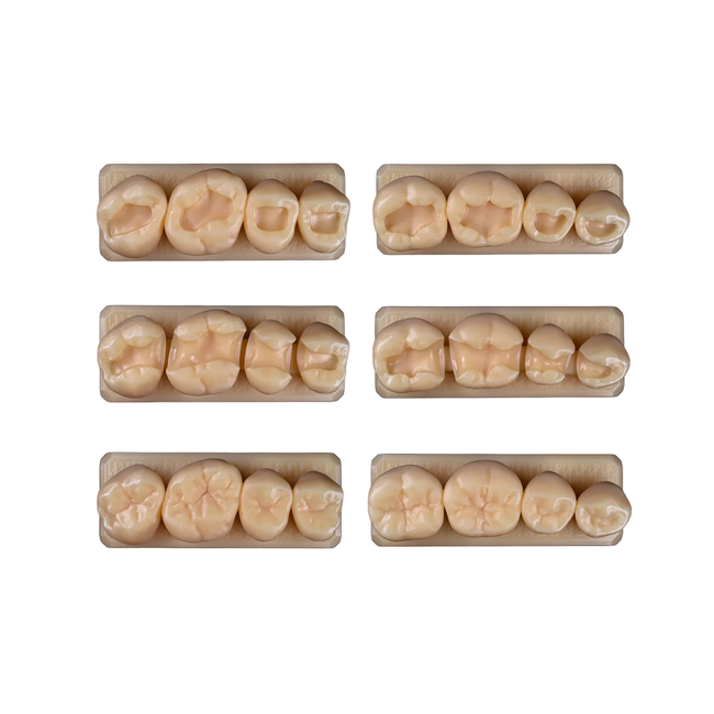 SET9 - набор демонстрационных моделей зубов №9, в комплекте B1, B2, D1, D2, M1, M2 | ID.POPOV (Россия)