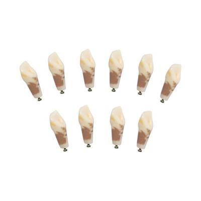 З-32-1.10П - комплект из 10 модельных зубов для денто-модели ЧВН-32П | Зарница (Россия)