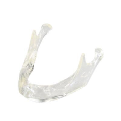 E81T – прозрачная модель нижней челюсти для демонстрации и практики | GF Dental (Италия)