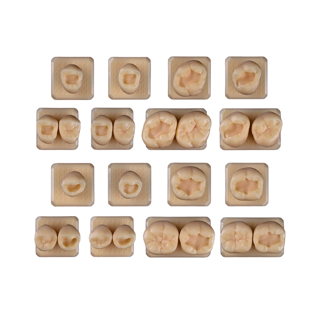 SET6 - набор демонстрационных моделей зубов №6, в комплекте 14, 15, 16, 17, 34, 35, 36, 37, S14, S15, S16, S17, S34, S35, S36, S37 | ID.POPOV (Россия)