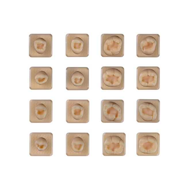 SET20 - набор демонстрационных моделей зубов №20, в комплекте 14, 15, 16, 17, 24, 25, 26, 27, 34, 35, 36, 37 44, 45, 46, 47 | ID.POPOV (Россия)