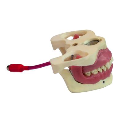 МУ0362 - денто-модель для практики проведения проводниковой анестезии | Зарница (Россия)