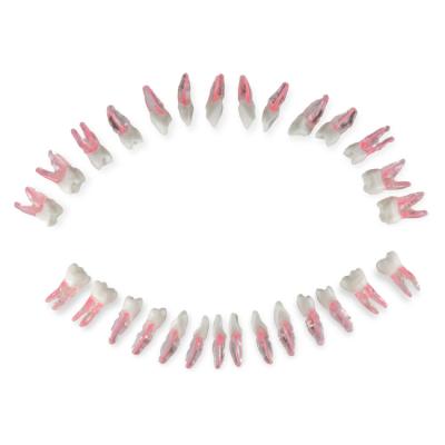 Комплект из 28 зубов для модели DS0980 | Dentalstore (Италия)