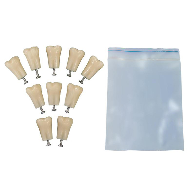 З-32-1.10 - комплект из 10 модельных зубов для денто-моделей ЧВН-32 | Зарница (Россия)