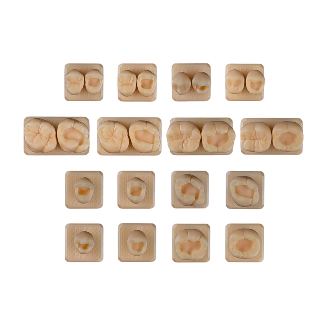 SET16 - набор демонстрационных моделей зубов №16, в комплекте 24, 25, 26, 27, 44, 45, 46, 47, S24, S25, S26, S27, S44, S45, S46, S47 | ID.POPOV (Россия)