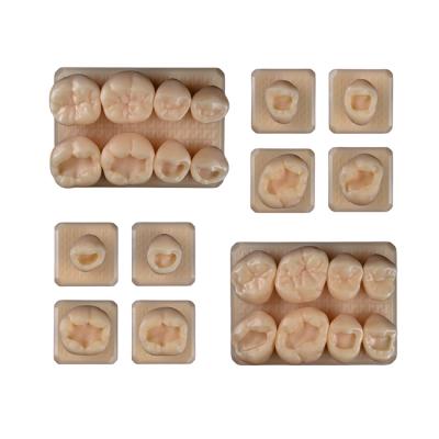 SET15 - набор демонстрационных моделей зубов №15, в комплекте 14, 15, 16, 17, 34, 35, 36, 37, F1, F2 | ID.POPOV (Россия)