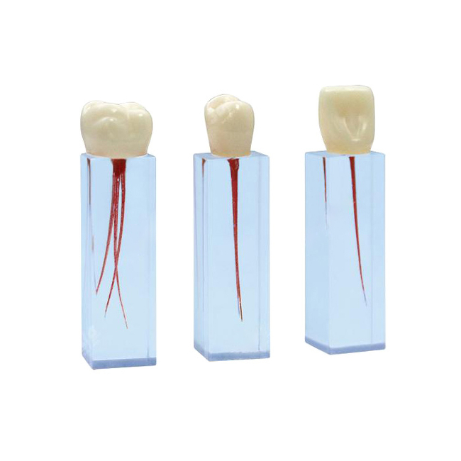 ЭБ-1.03 - комплект эндоблоков для обучения препарированию корневого канала | Зарница (Россия)