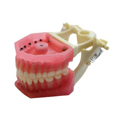 ЧВН-320 - денто-модель верхней и нижней челюсти с окклюдатором | Зарница (Россия)