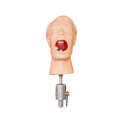 PHT – фантомная голова для практики | GF Dental (Италия)