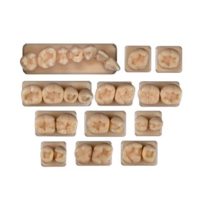 SET1 - набор демонстрационных моделей зубов №1, в комплекте G1,16, 36, В2, S16, S36, C16, C14, C10, C1, C9, C6 | ID.POPOV (Россия)