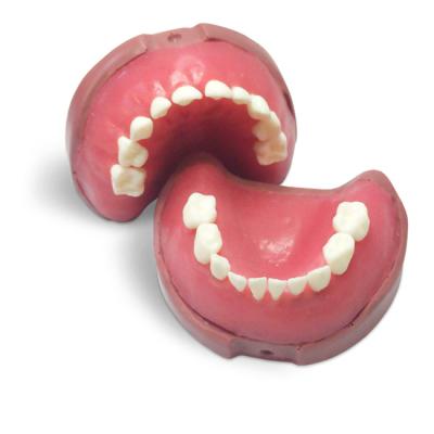 EK4 – модель верхней и нижней детской челюсти для практики | GF Dental (Италия)