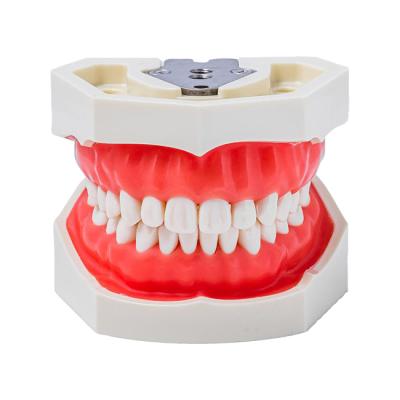 JG-Y1 - фантомная челюсть | Foshan Jingle Medical Equipment (Китай)