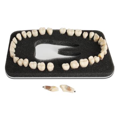 З-32П - комплект из 32 модельных зубов для денто-модели ЧВН-32П | Зарница (Россия)