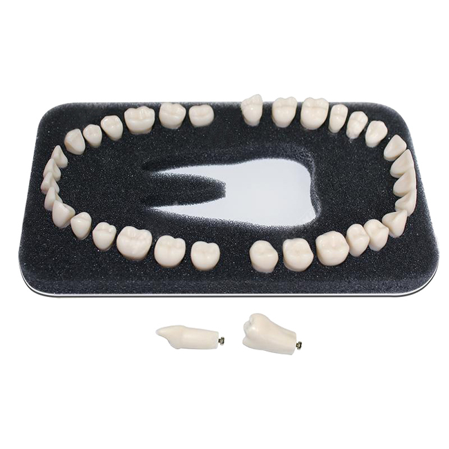 З-32А - комплект из 32 модельных зубов для денто-модели ЧВН-32А | Зарница (Россия)