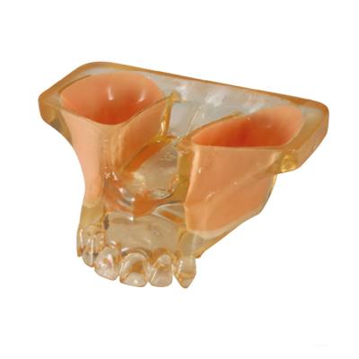 SINUS MODEL - модель для практики синус-лифтинга, прозрачная | Hanil (Ю. Корея)