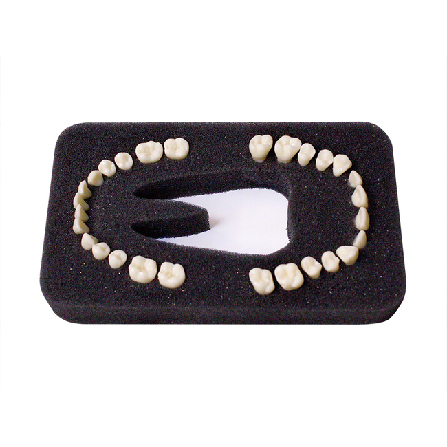 З-28У - комплект из 28 модельных зубов для денто-модели ЧВН-28У | Зарница (Россия)