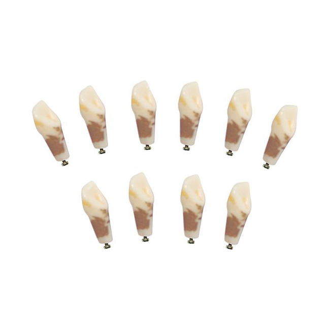 З-32-1.10П - комплект из 10 модельных зубов для денто-модели ЧВН-32П | Зарница (Россия)